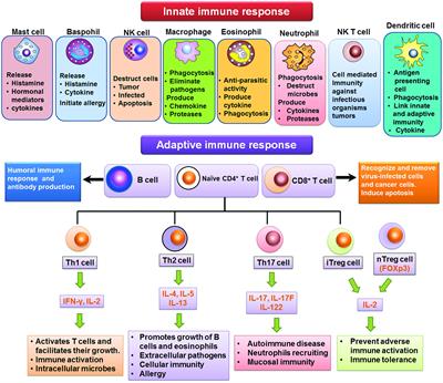 Plant-derived immunomodulators: an insight on their preclinical evaluation and clinical trials